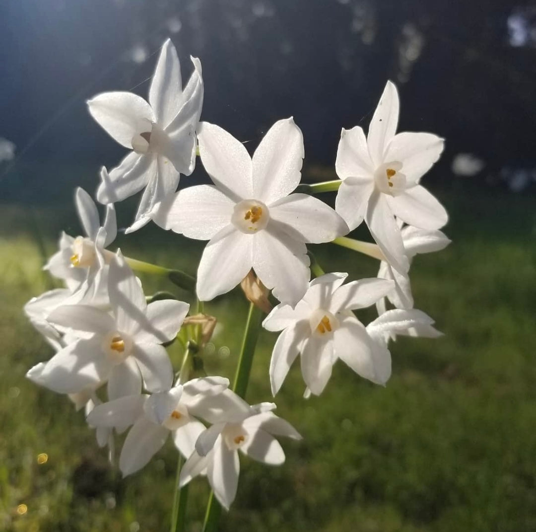 Complimentary Spiritual and/or Herbal Plant Medicine Consultation (15 minute CALL)