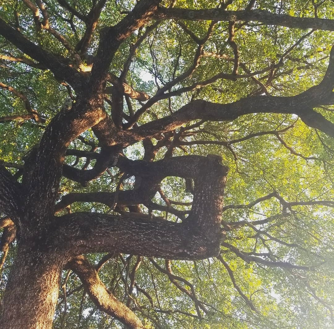 Complimentary Spiritual and/or Herbal Plant Medicine Consultation (15 minute CALL)